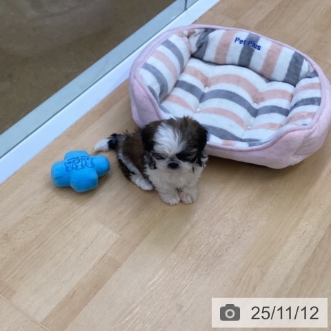 シー・ズーの写真