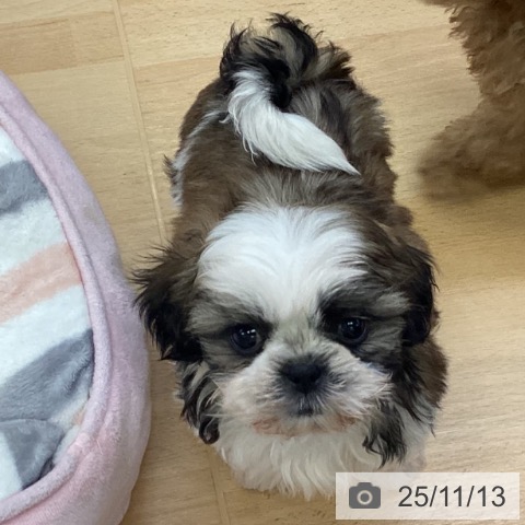 シー・ズーの写真