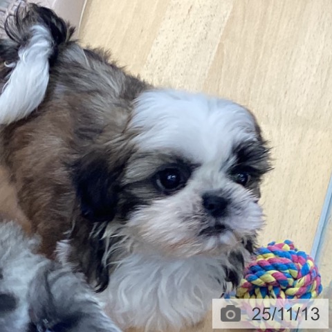 シー・ズーの写真