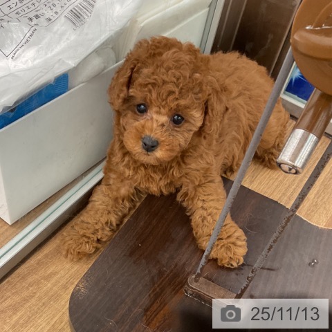 トイ・プードルの写真