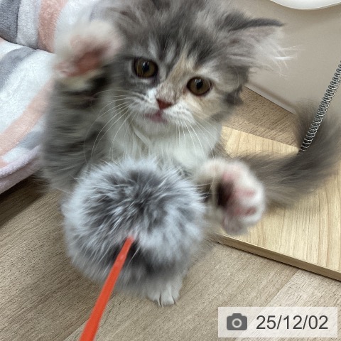 宮城県のスコティッシュフォールド (ペットプラス 仙台上杉店/2025年9月9日生まれ/女の子/ダイリュートキャリコ)の子猫の4枚目の画像