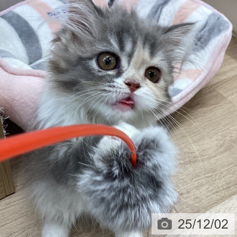 宮城県のスコティッシュフォールド (ペットプラス 仙台上杉店/2025年9月9日生まれ/女の子/ダイリュートキャリコ)の子猫の3枚目の画像