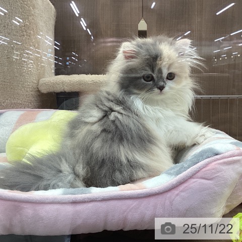 神奈川県のスコティッシュフォールド (ペッツワン 横須賀久里浜店/2025年9月9日生まれ/女の子/ダイリュートキャリコ)の子猫の4枚目の画像
