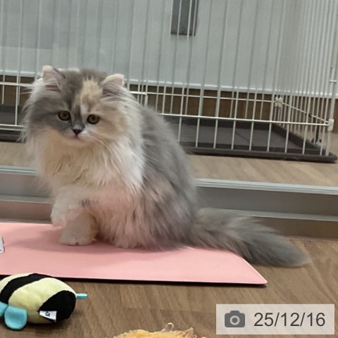 神奈川県のスコティッシュフォールド (ペッツワン 横須賀久里浜店/2025年9月9日生まれ/女の子/ダイリュートキャリコ)の子猫の4枚目の画像