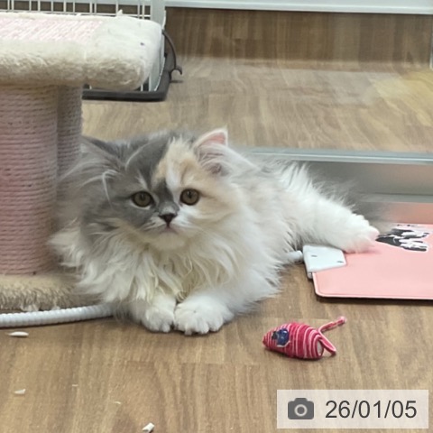 神奈川県のスコティッシュフォールド (ペッツワン 横須賀久里浜店/2025年9月9日生まれ/女の子/ダイリュートキャリコ)の子猫の4枚目の画像