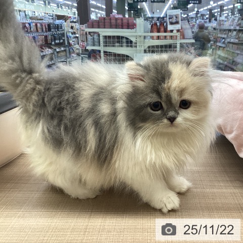 神奈川県のスコティッシュフォールド (ペッツワン 横須賀久里浜店/2025年9月9日生まれ/女の子/ダイリュートキャリコ)の子猫の3枚目の画像