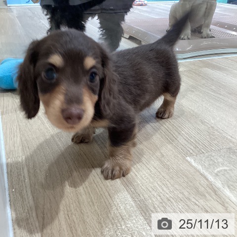 カニーンヘン・ダックスフンドの写真