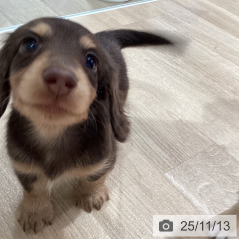 カニーンヘン・ダックスフンドの写真