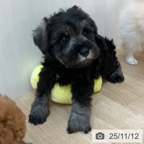 ミニチュア・シュナウザーの写真