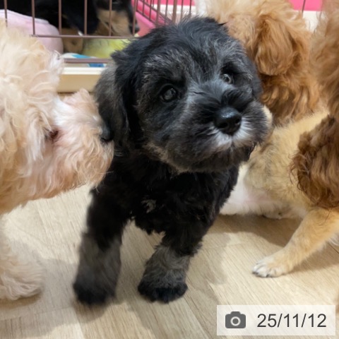 ミニチュア・シュナウザーの写真