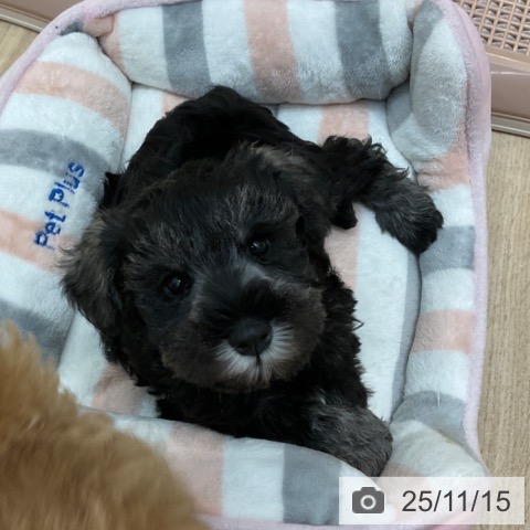 長野県のミニチュアシュナウザー (ペットプラス 上田店/2025年9月13日生まれ/男の子/ソルトペッパー)の子犬の3枚目の画像