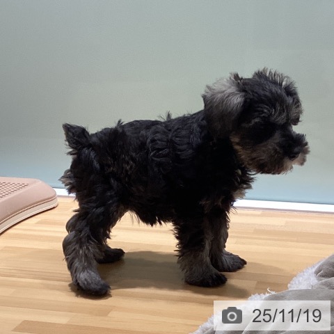 ミニチュア・シュナウザーの写真