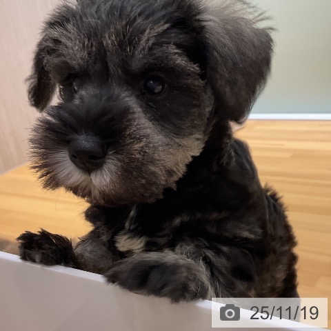 ミニチュア・シュナウザーの写真