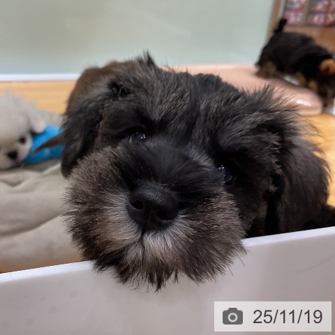 ミニチュア・シュナウザーの写真