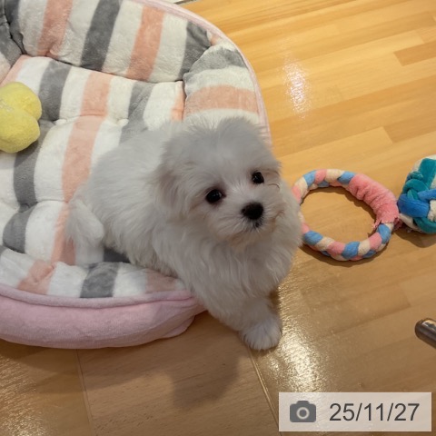 山形県のマルチーズ (ペットプラス 天童店/2025年9月13日生まれ/男の子/ホワイト)の子犬の3枚目の画像