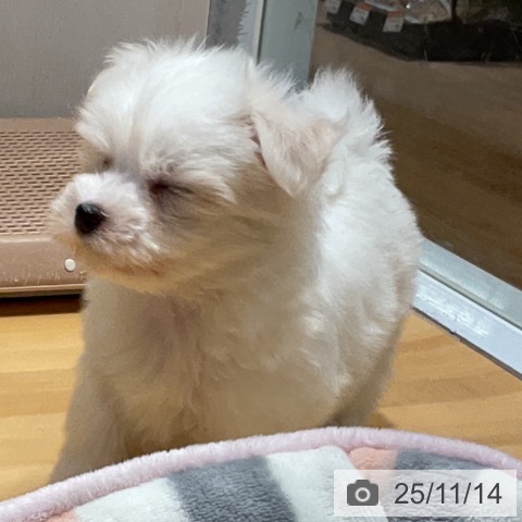 埼玉県のマルチーズ (ペットプラス 与野店/2025年9月13日生まれ/女の子/ホワイト)の子犬の4枚目の画像