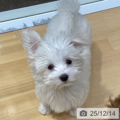 埼玉県のマルチーズ (ペットプラス 与野店/2025年9月13日生まれ/女の子/ホワイト)の子犬の3枚目の画像