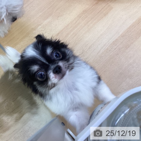 埼玉県のチワワ(ロング) (ペットプラス 羽生店/2025年9月6日生まれ/男の子/ホワイトブラックタン)の子犬の4枚目の画像