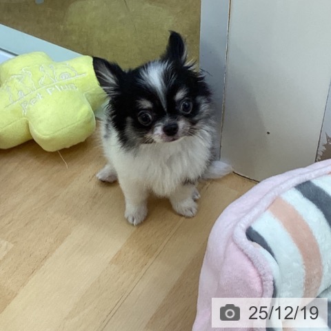 埼玉県のチワワ(ロング) (ペットプラス 羽生店/2025年9月6日生まれ/男の子/ホワイトブラックタン)の子犬の3枚目の画像