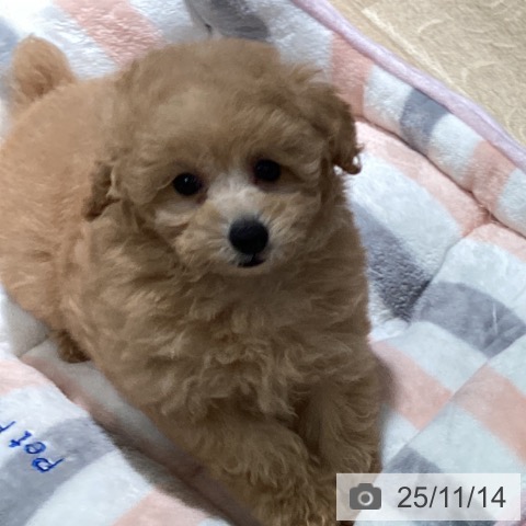 トイ・プードルの写真