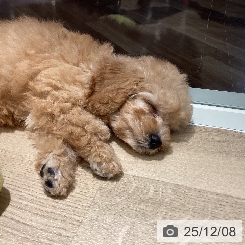 埼玉県のトイプードル(トイ) (ペットプラス イオンモール春日部店/2025年8月22日生まれ/女の子/アプリコット)の子犬の4枚目の画像