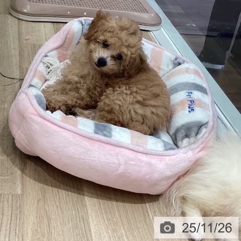 埼玉県のトイプードル(トイ) (ペットプラス イオンモール春日部店/2025年8月22日生まれ/女の子/アプリコット)の子犬の3枚目の画像