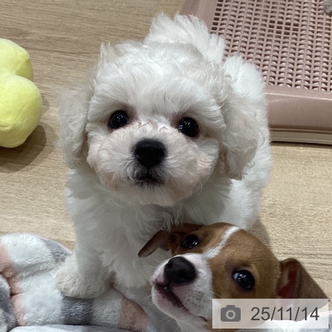 ビション・フリーゼの写真