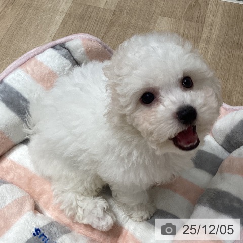 埼玉県のビションフリーゼ (ペットプラス ピオニウォーク東松山店/2025年9月12日生まれ/男の子/ホワイト)の子犬の3枚目の画像