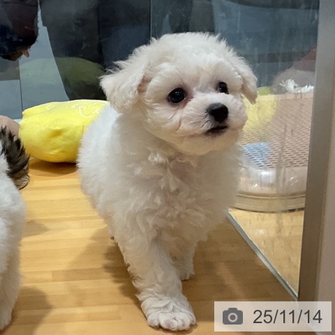 ビション・フリーゼの写真