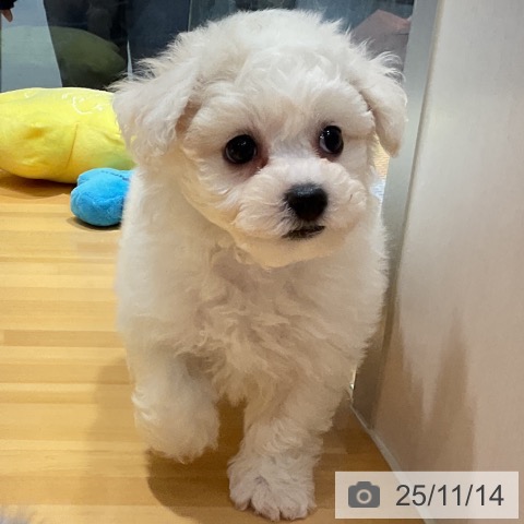 ビション・フリーゼの写真