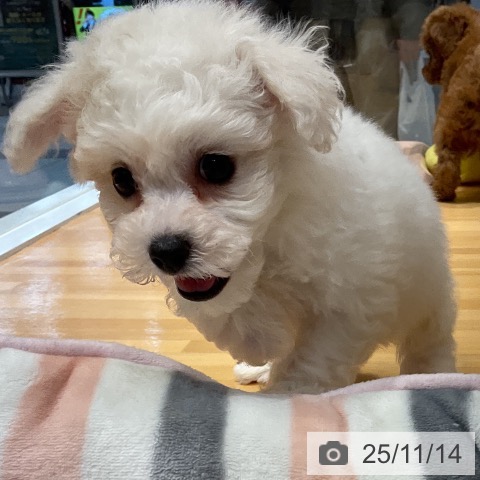 ビション・フリーゼの写真