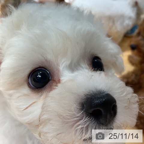 ビション・フリーゼの写真