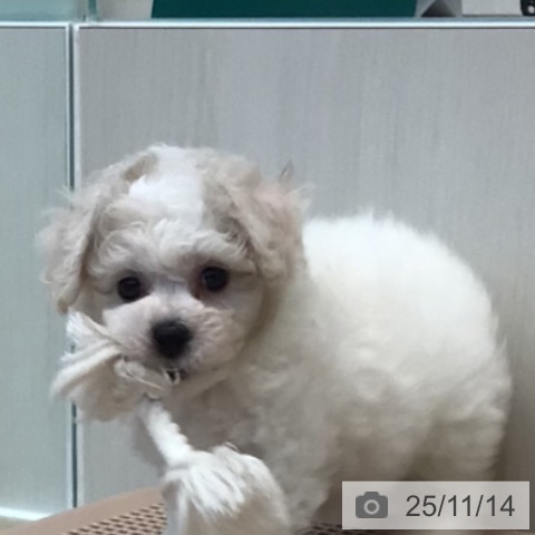 ビション・フリーゼの写真