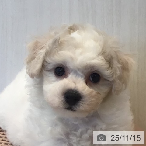 ビション・フリーゼの写真