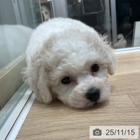 ビション・フリーゼの写真