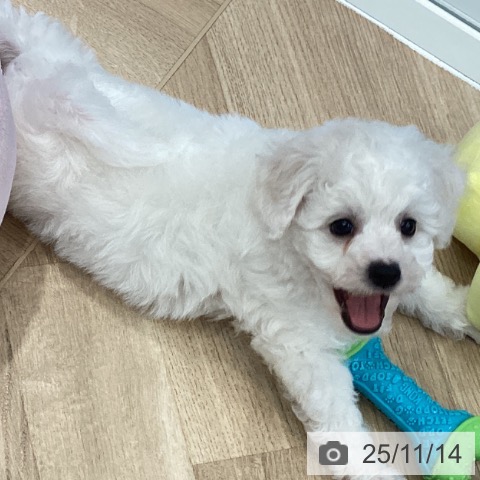 ビション・フリーゼの写真