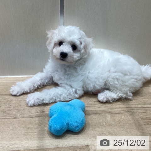 埼玉県のビションフリーゼ (ペットプラス イオンモール春日部店/2025年9月13日生まれ/男の子/ホワイト)の子犬の4枚目の画像