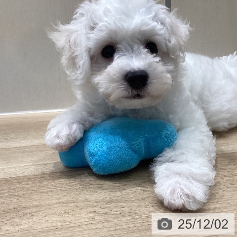 埼玉県のビションフリーゼ (ペットプラス イオンモール春日部店/2025年9月13日生まれ/男の子/ホワイト)の子犬の3枚目の画像