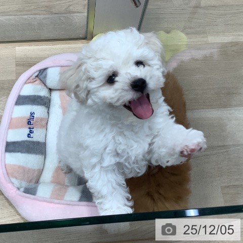 東京都のビションフリーゼ (ペットプラス 日の出店/2025年9月13日生まれ/男の子/ホワイト)の子犬の4枚目の画像