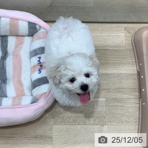 東京都のビションフリーゼ (ペットプラス 日の出店/2025年9月13日生まれ/男の子/ホワイト)の子犬の3枚目の画像