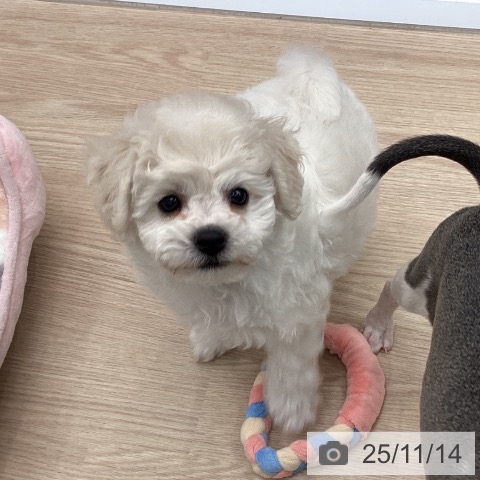 ビション・フリーゼの写真