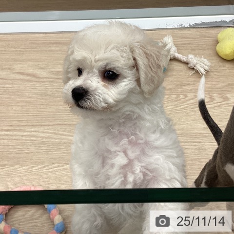 ビション・フリーゼの写真