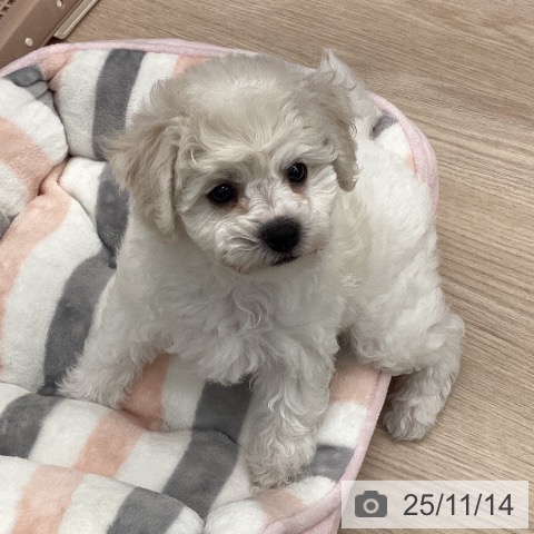 ビション・フリーゼの写真