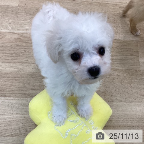 ビション・フリーゼの写真