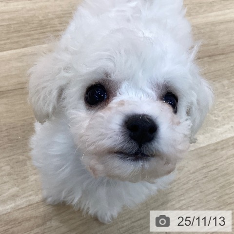 ビション・フリーゼの写真