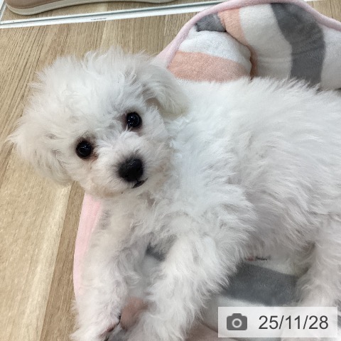 群馬県のビションフリーゼ (ペットプラス 前橋店/2025年9月4日生まれ/男の子/ホワイト)の子犬の4枚目の画像