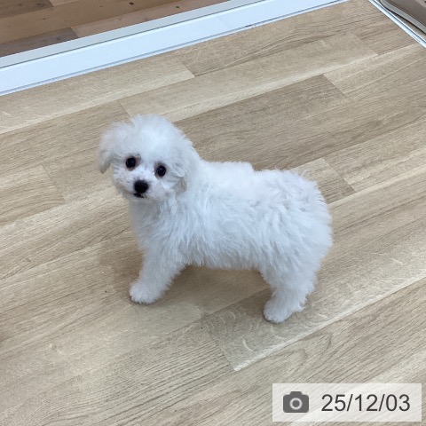 群馬県のビションフリーゼ (ペットプラス 前橋店/2025年9月4日生まれ/男の子/ホワイト)の子犬の3枚目の画像