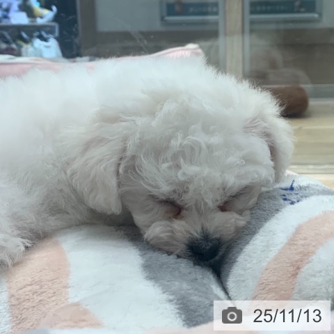 ビション・フリーゼの写真