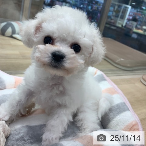 ビション・フリーゼの写真