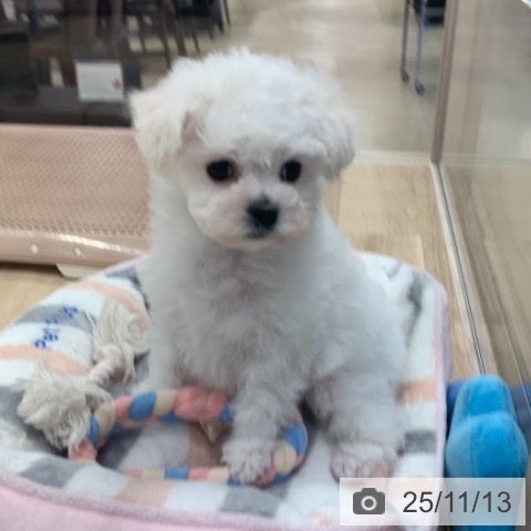 ビション・フリーゼの写真